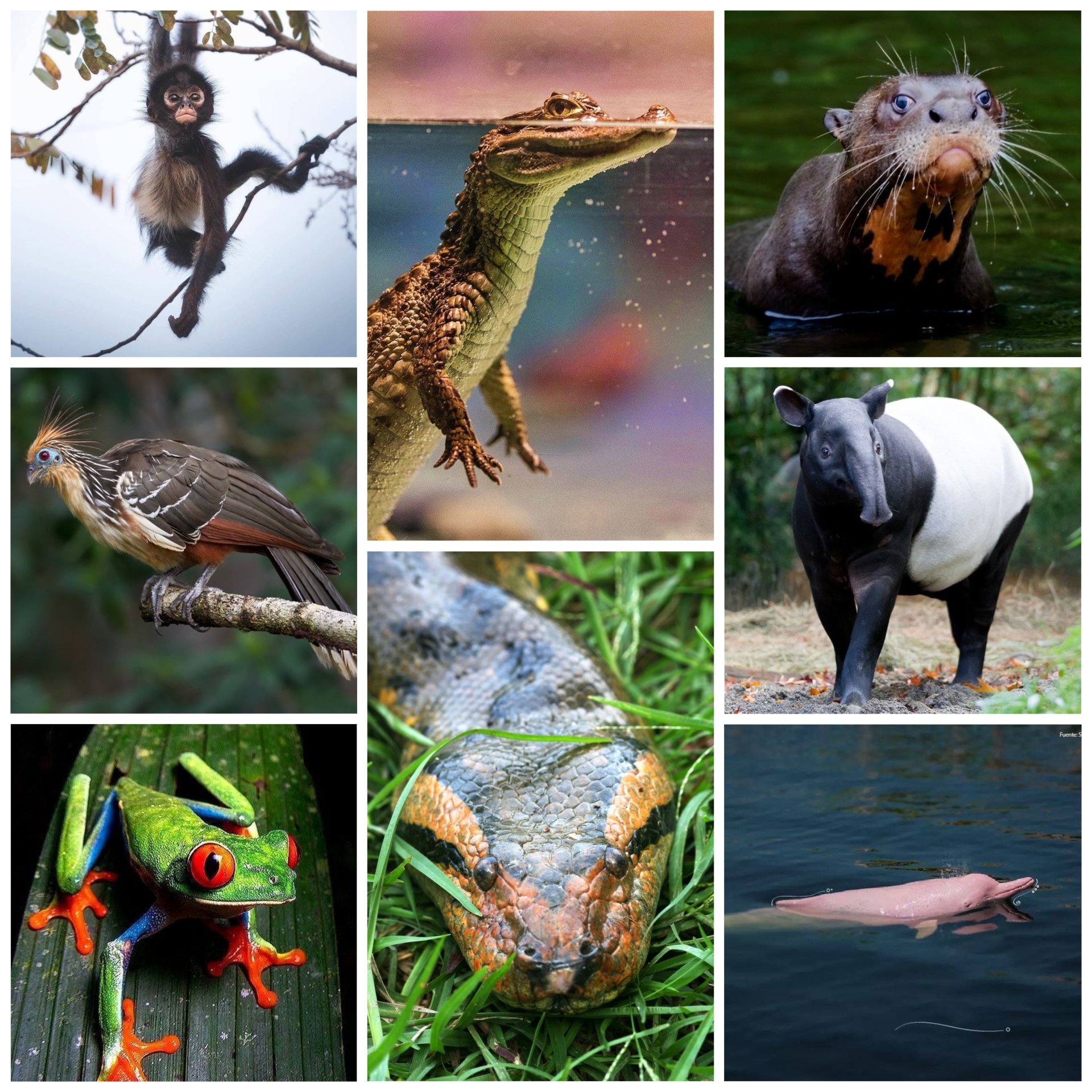 Most Seen Animals in Cuyabeno