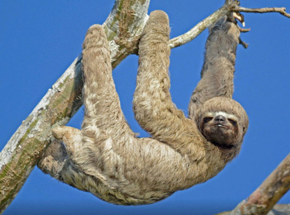 Amazon Sloth
