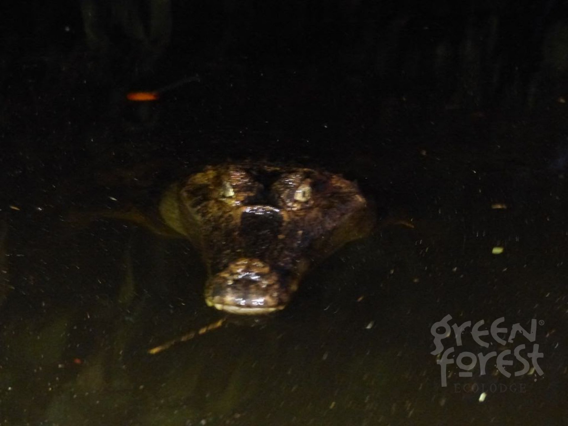 Night canoe excursion in Cuyabeno